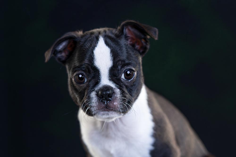 Portrait of small black and white puppy